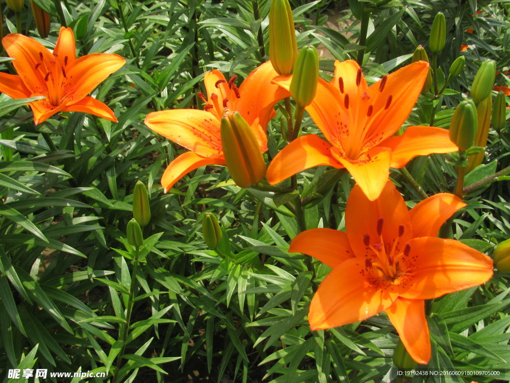 百合花