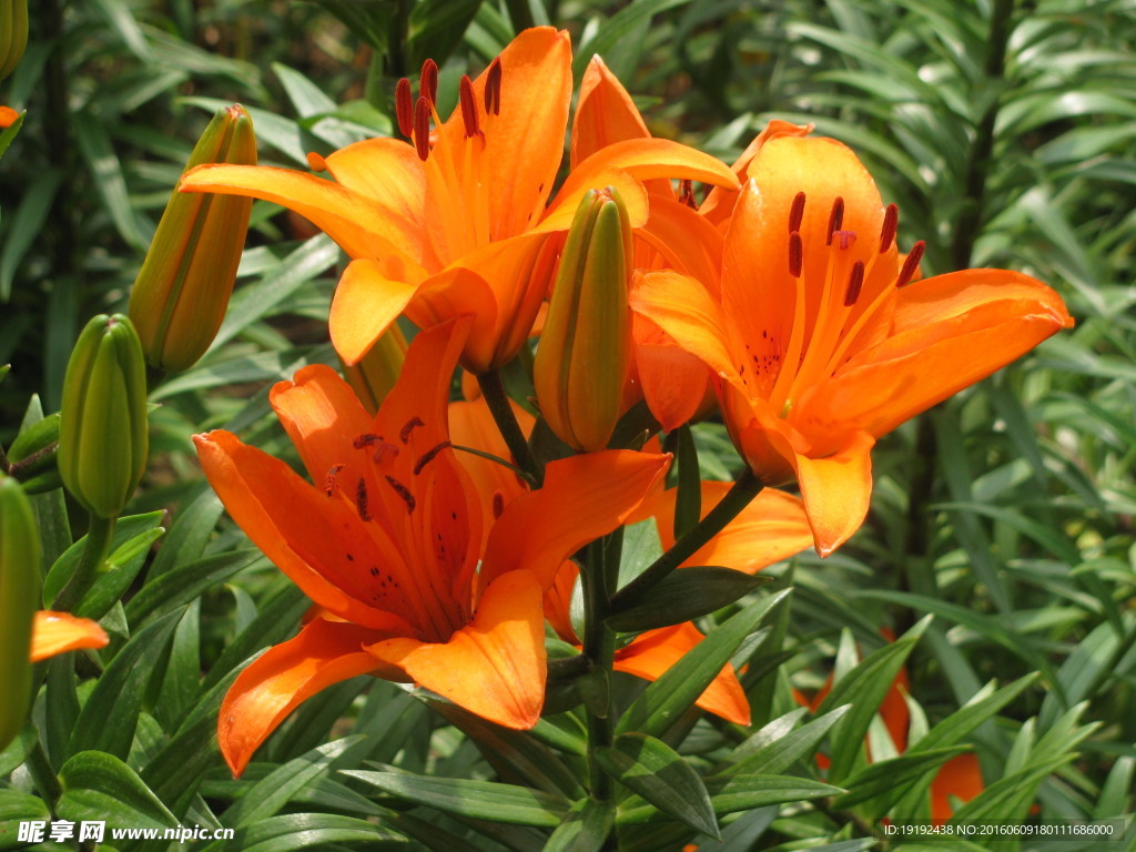 百合花
