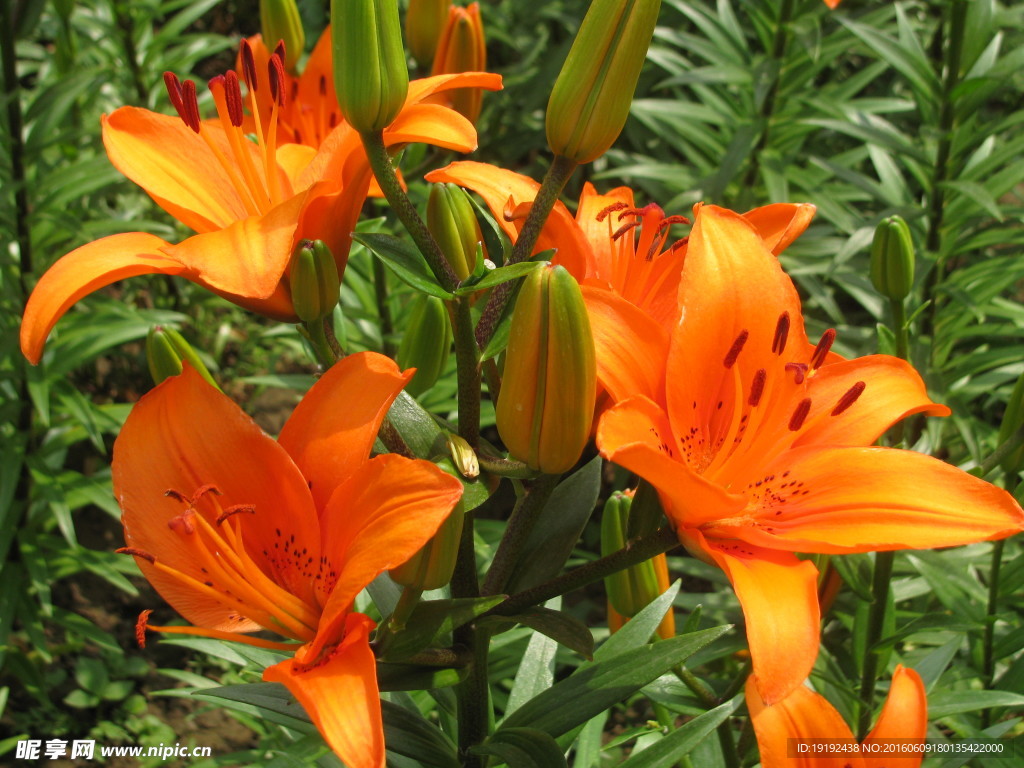 百合花