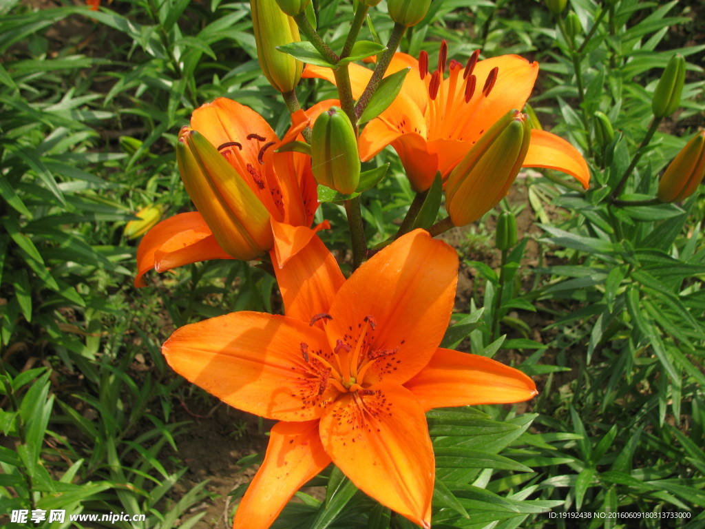 百合花