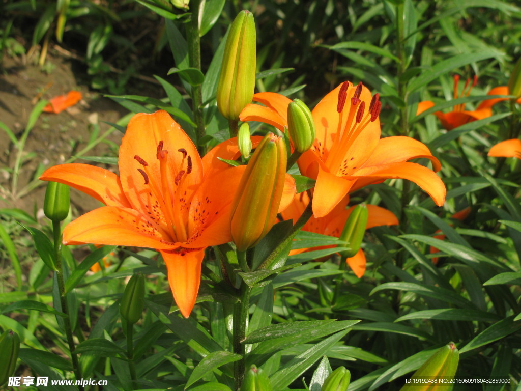 百合花