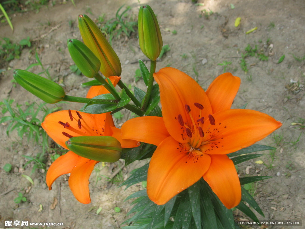 百合花