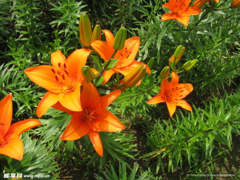 百合花