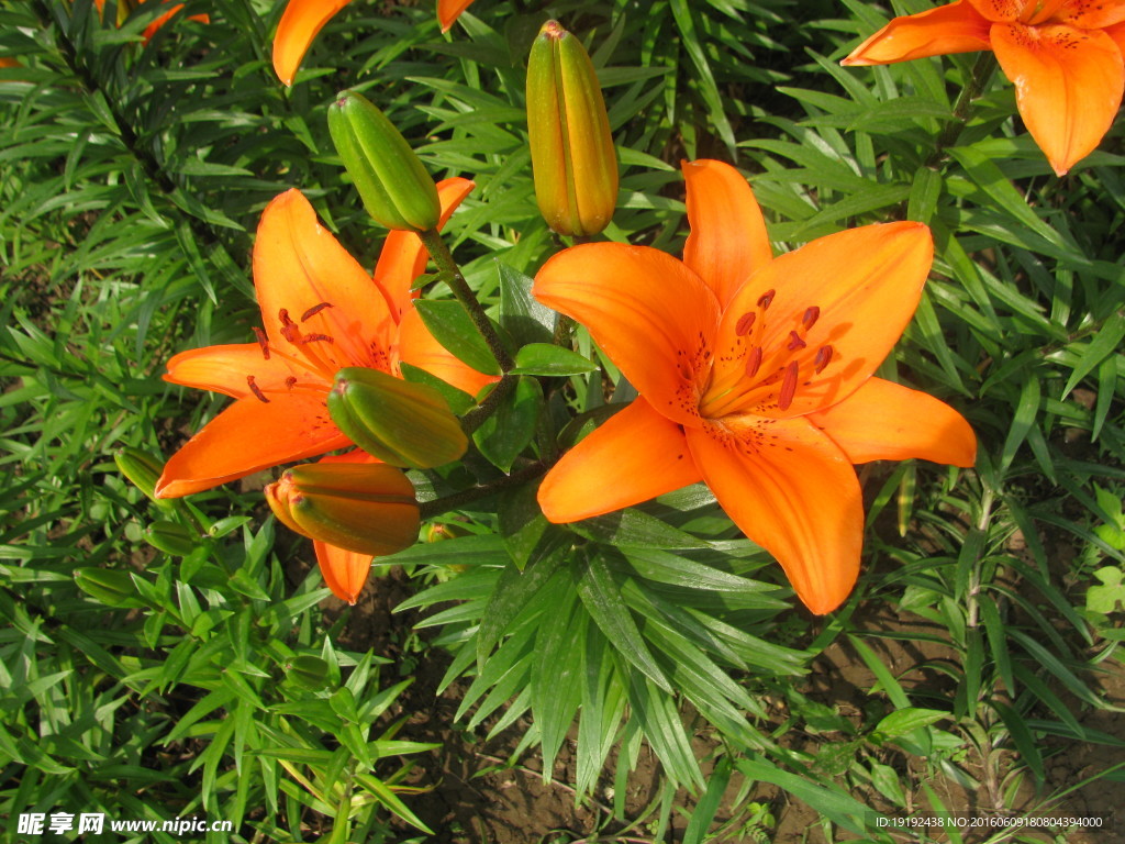 百合花