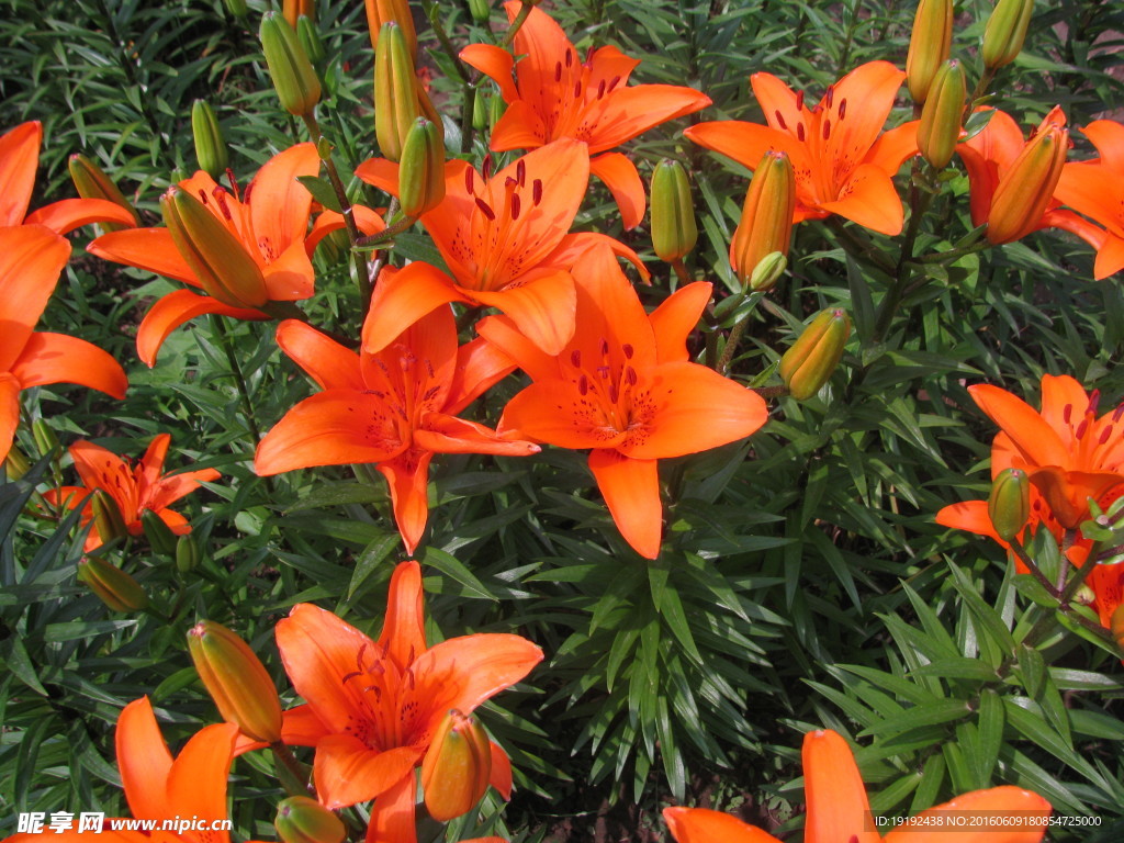 百合花