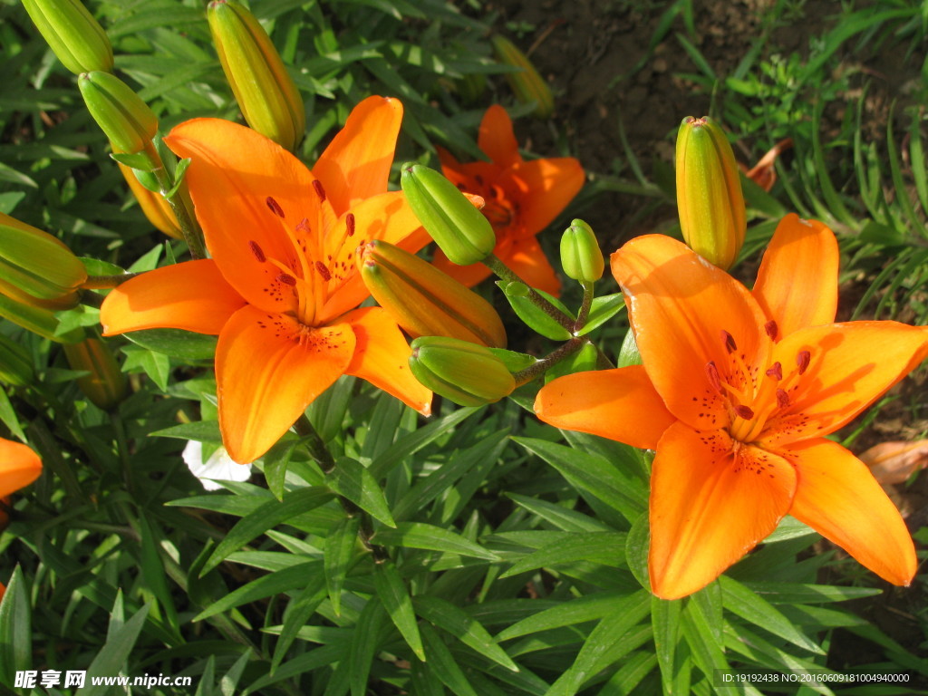 百合花