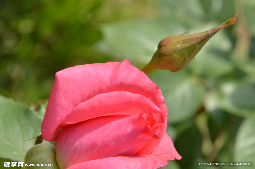 月季花
