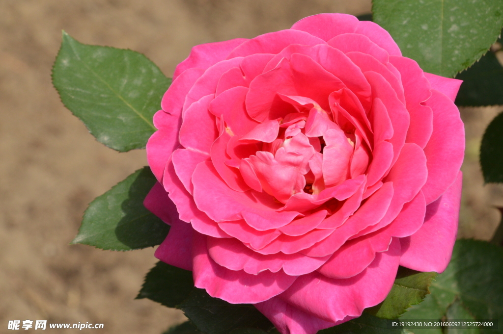 月季花