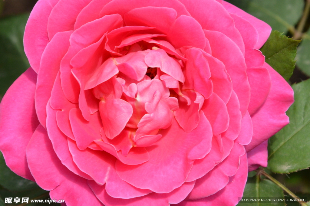 月季花