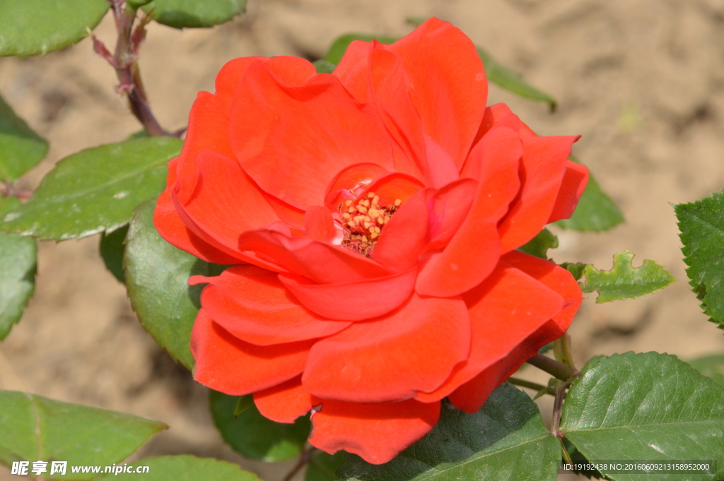 月季花