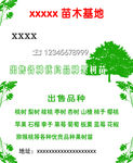 苗木名片