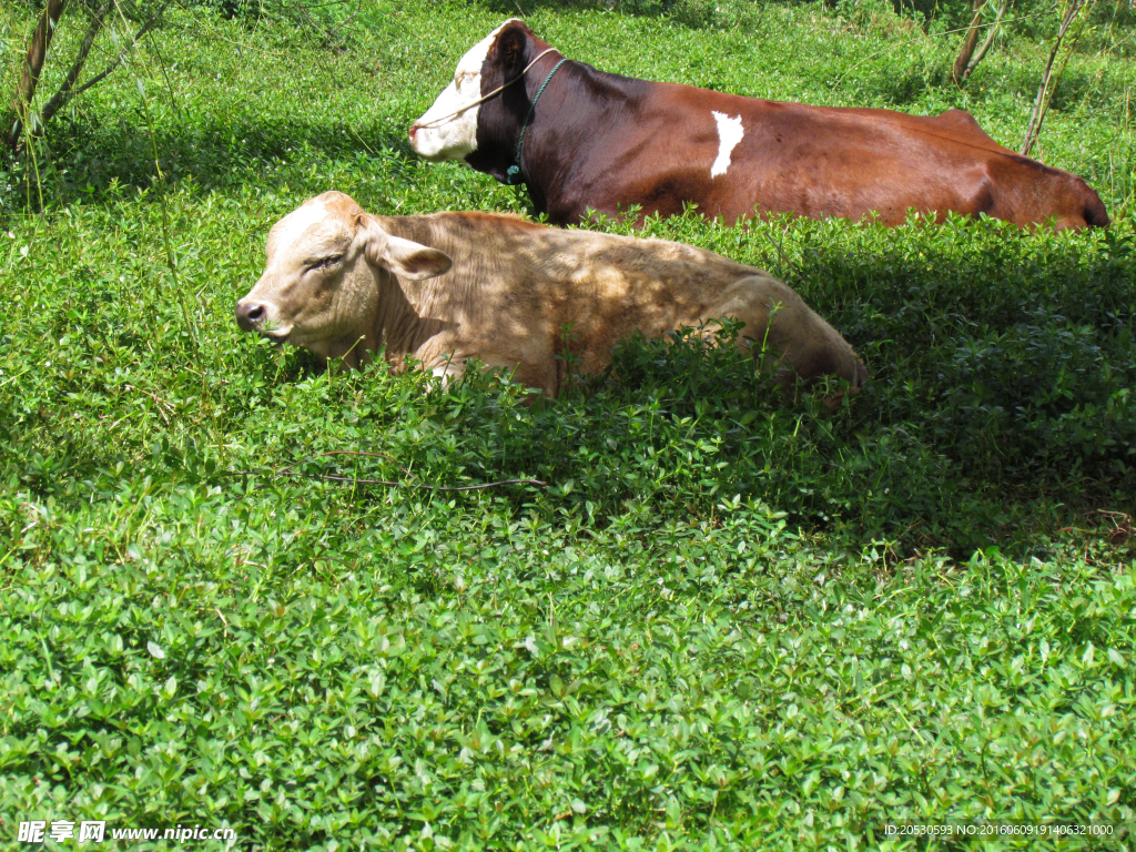 草地上休息的牛