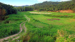 田野