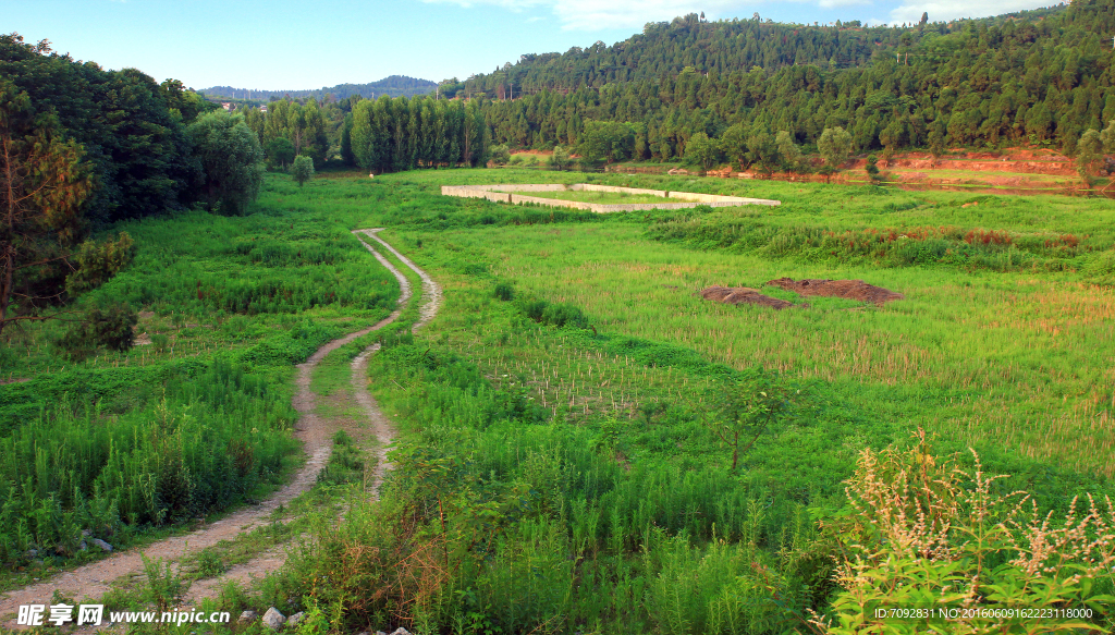 田野