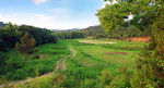 田野