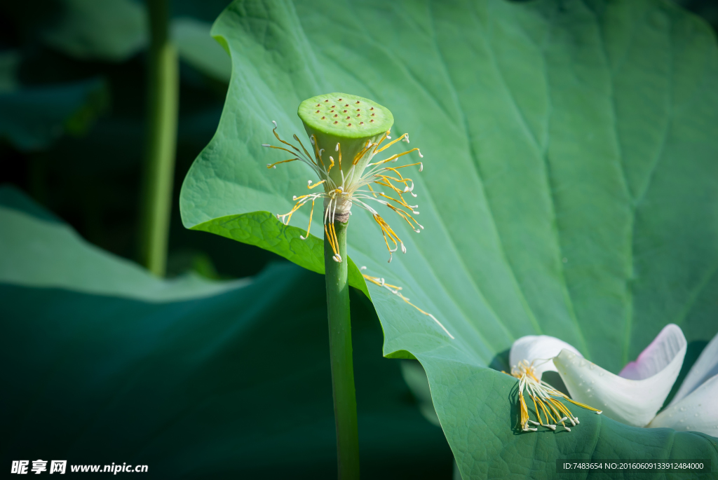 荷花