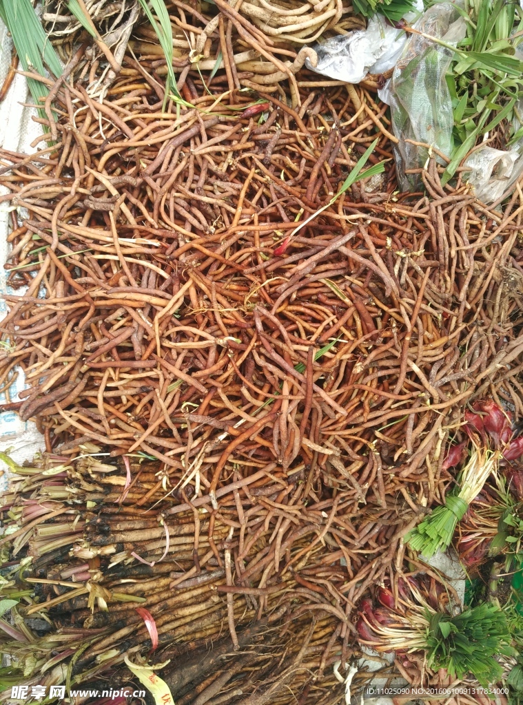 煮汤药根