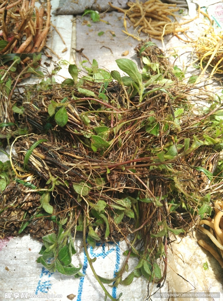 煮汤药根