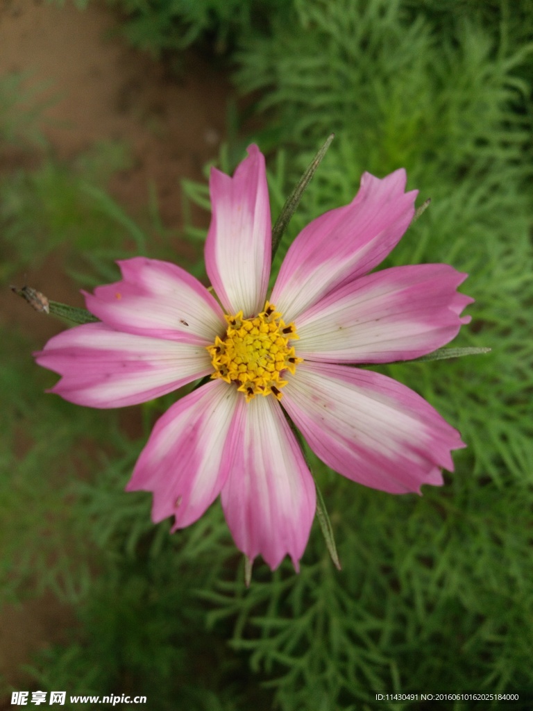 鲜花 花朵特写