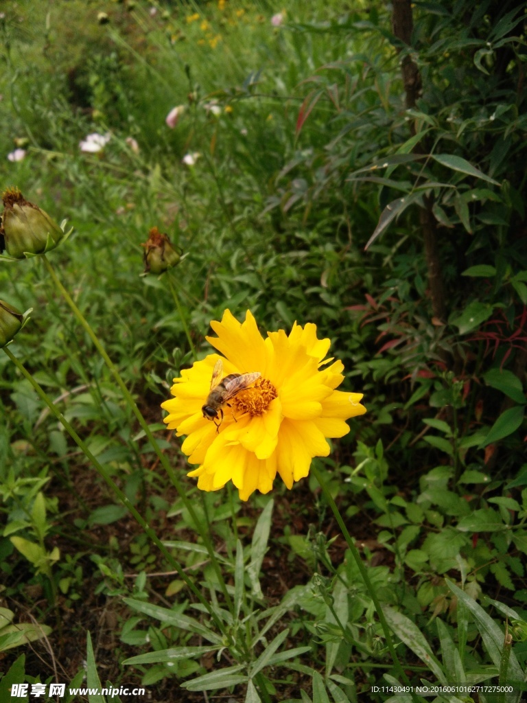 鲜花 蜜蜂