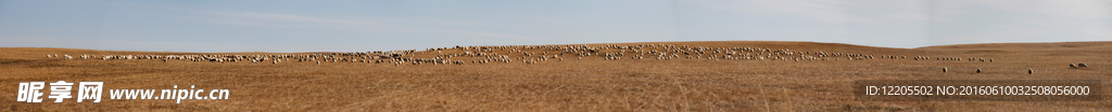 内蒙古羊群