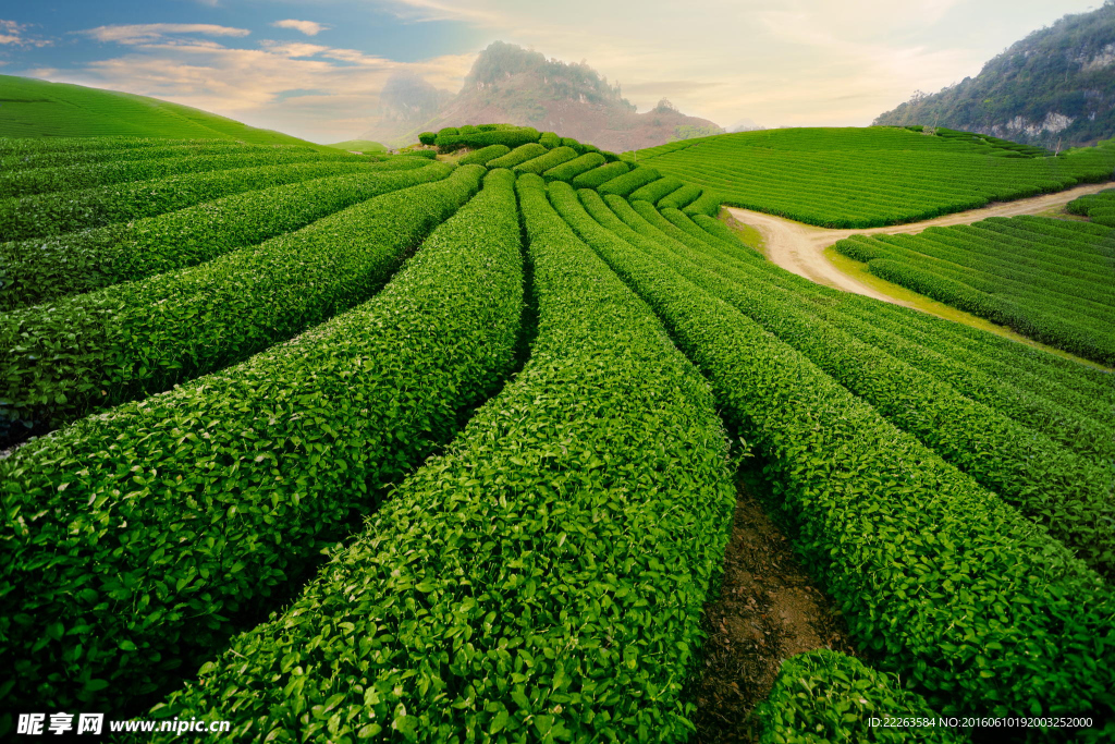 绿色背景