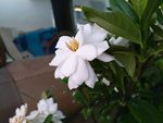 海栀子