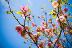 桃花特写