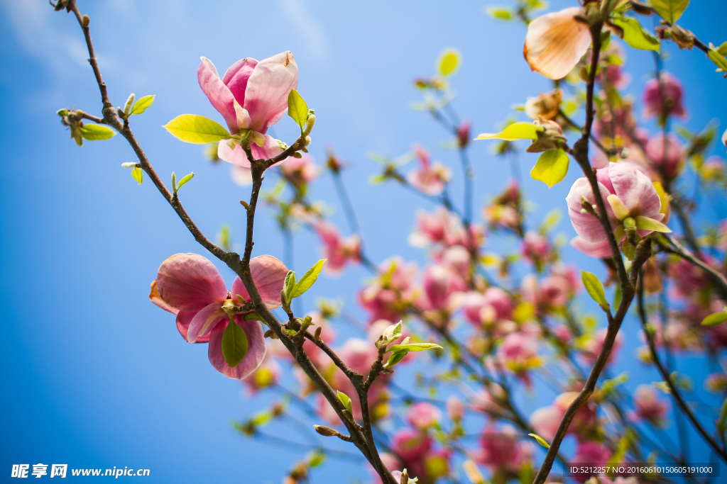 桃花特写