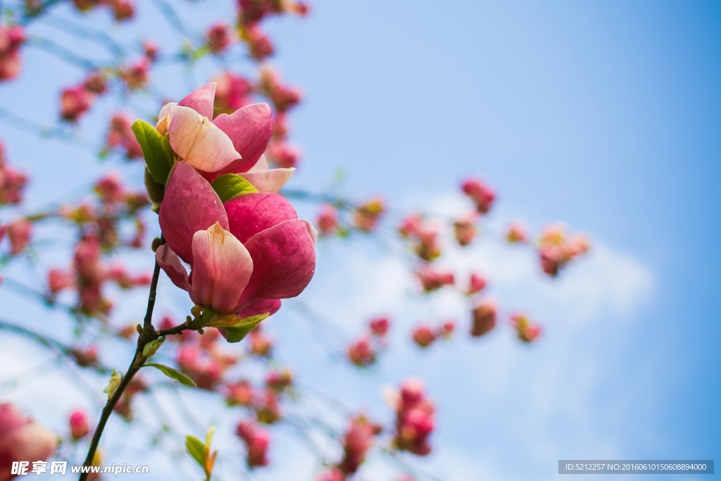 桃花特写