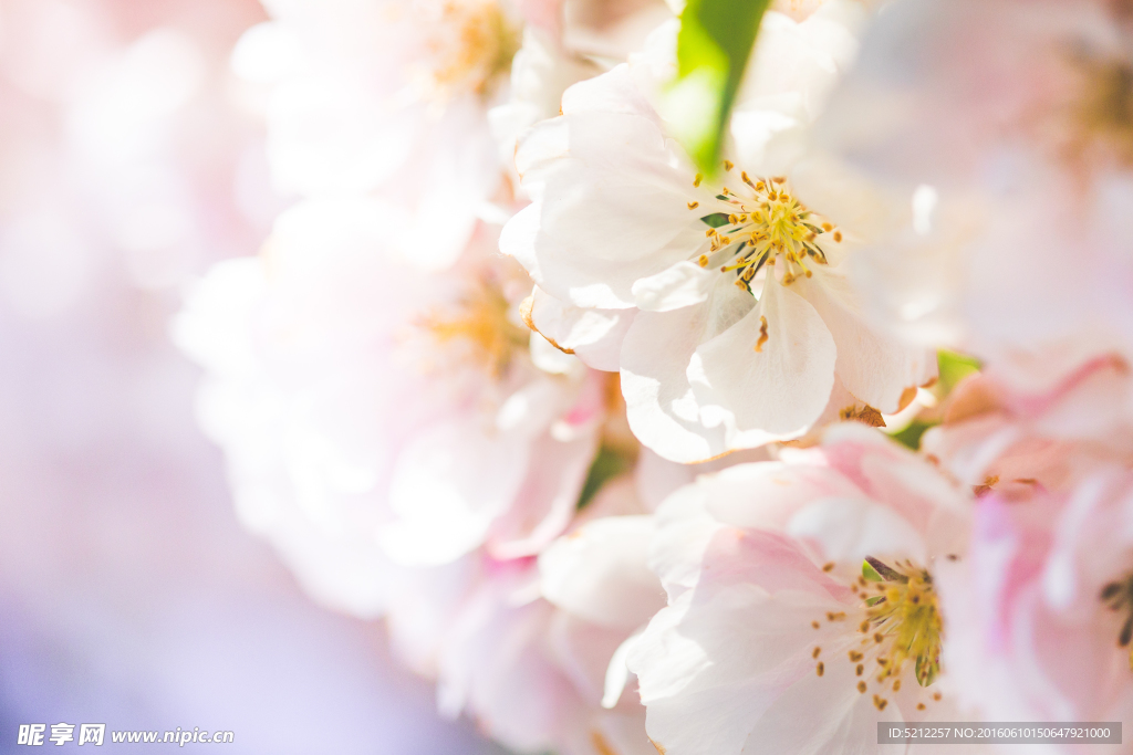 桃花特写