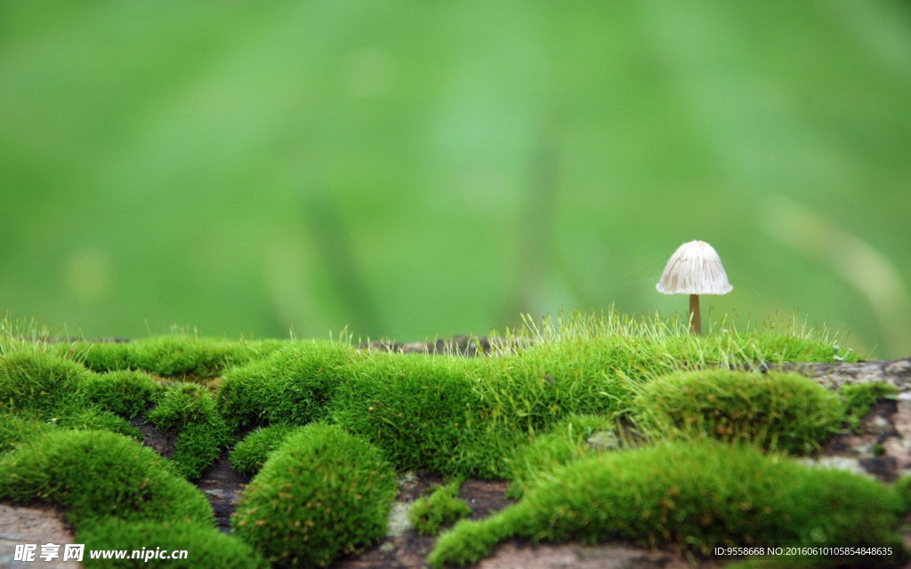 苔藓