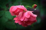 水润蔷薇花