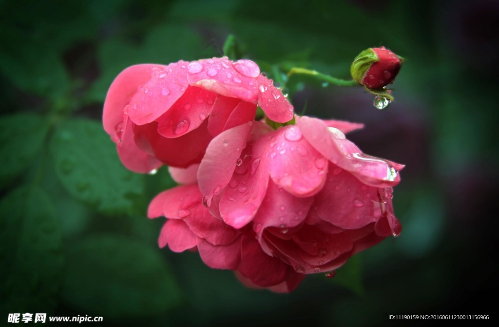 水润蔷薇花