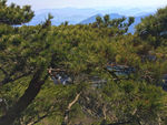 黄山松树