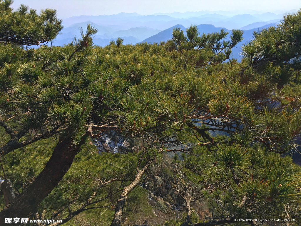 黄山松树