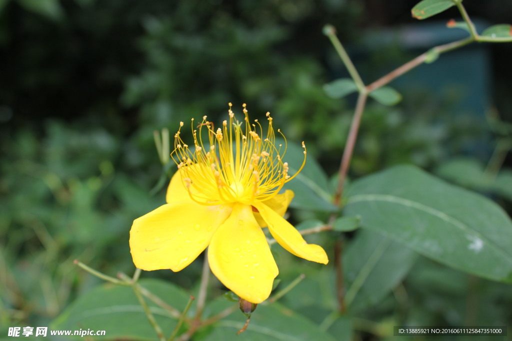 花蕊