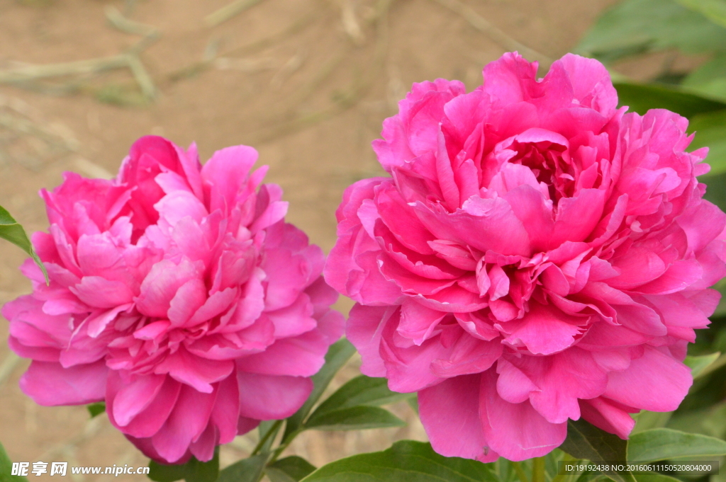 芍药