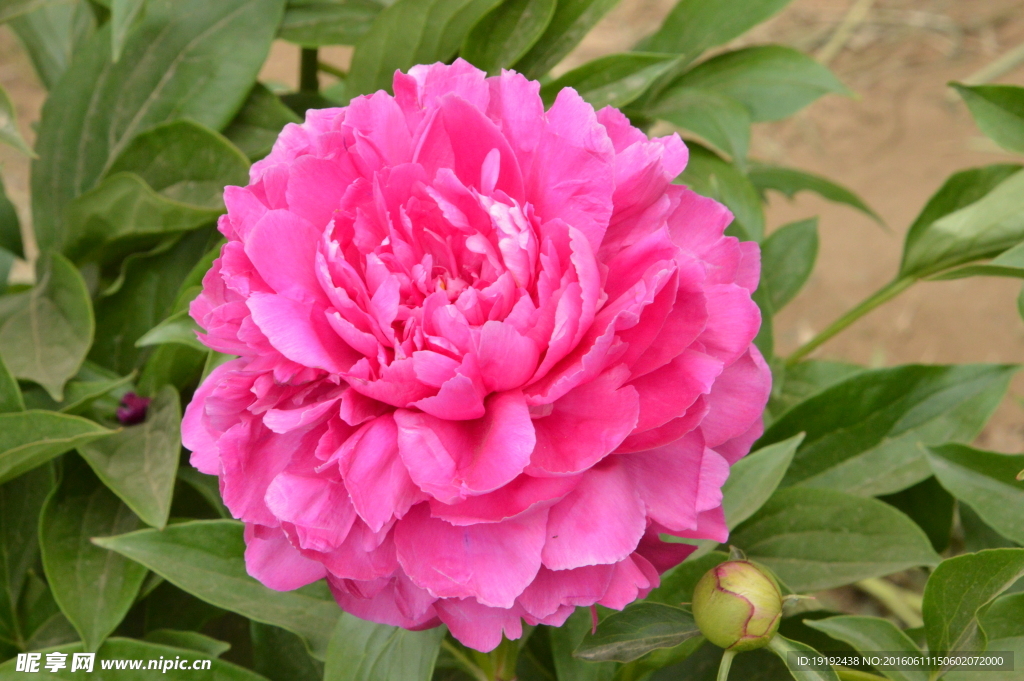 芍药