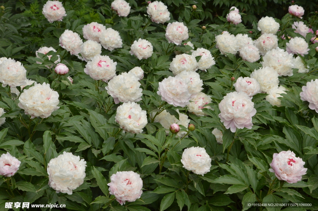 芍药