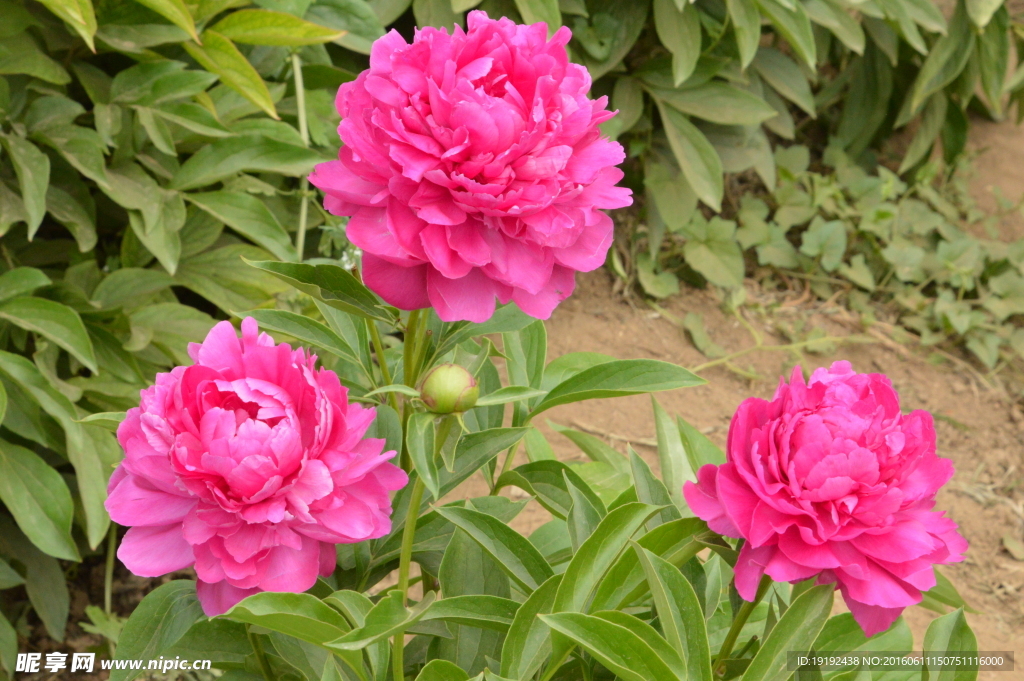 芍药
