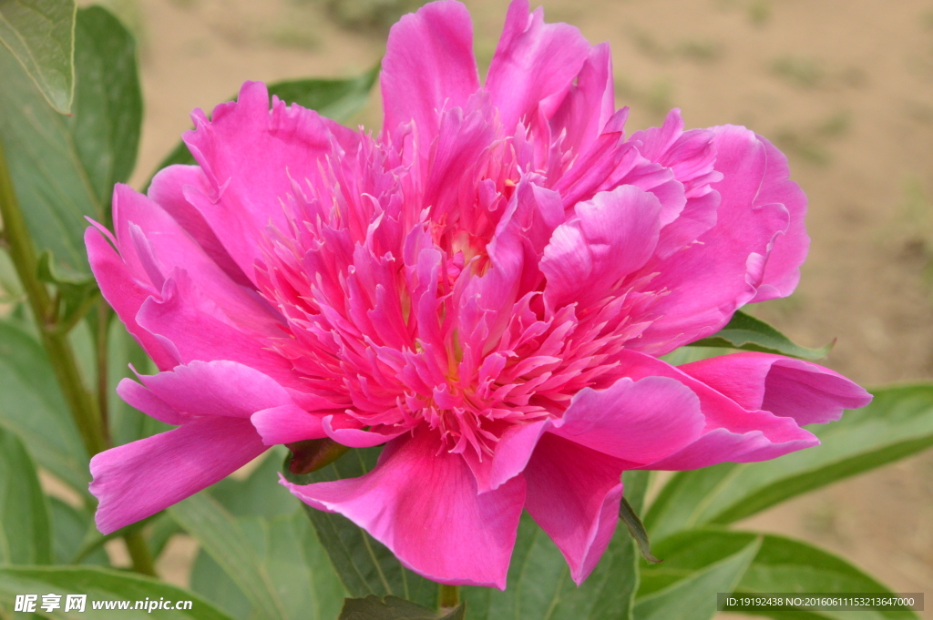 芍药
