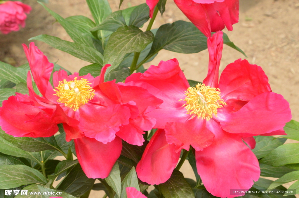 芍药