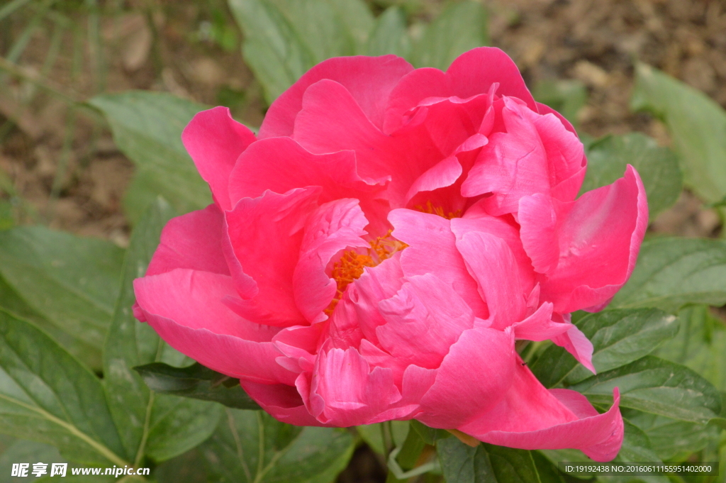 芍药
