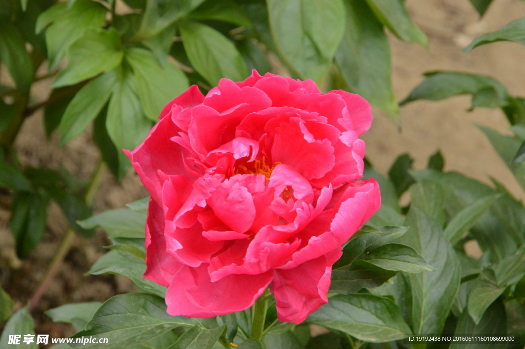 芍药