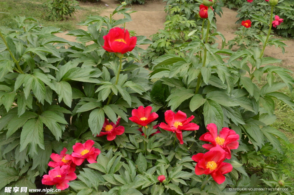 芍药