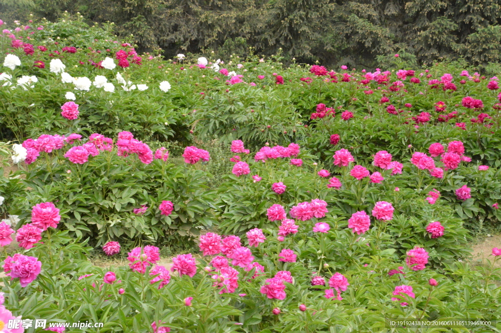芍药