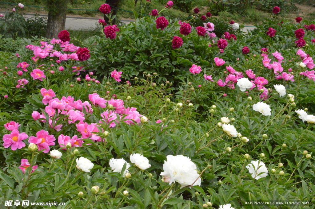 芍药