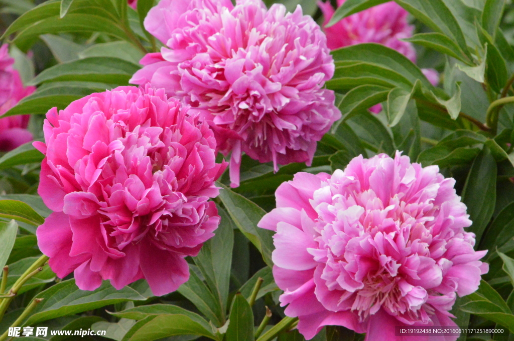 芍药