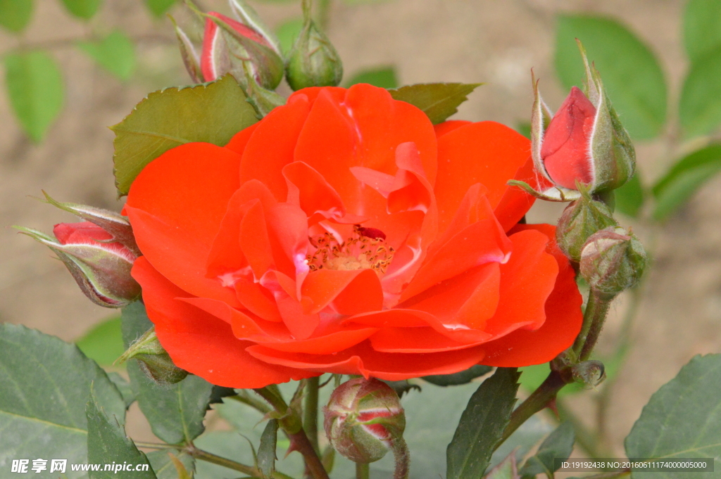 月季花